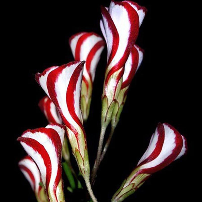 Oxalis Versicolor Candy Cane Sorrel Seeds for Home Garden Bloomi